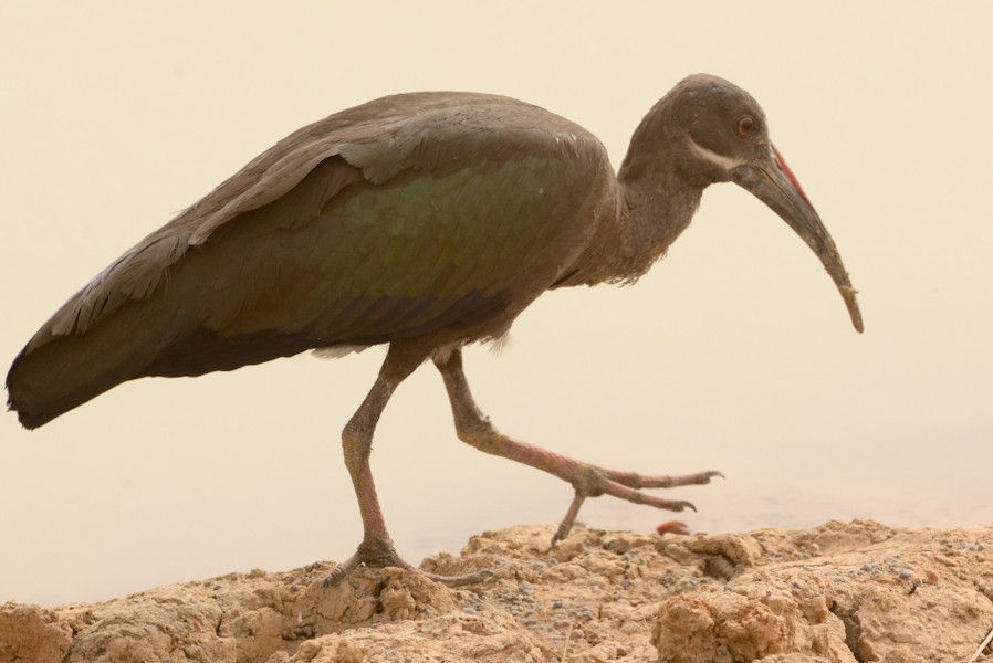 Hadada Ibis - ML637962780