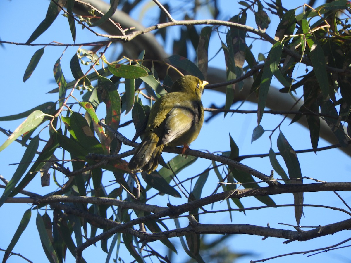 Bell Miner - ML637962797