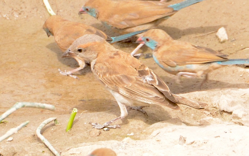 Sahel Bush Sparrow - ML637962804