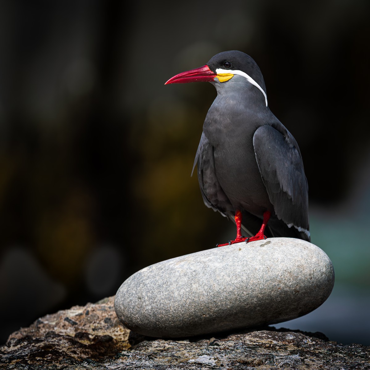 Inca Tern - ML637962822