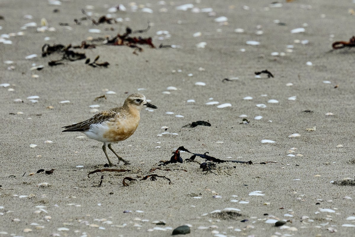 Red-breasted Dotterel - ML637962824