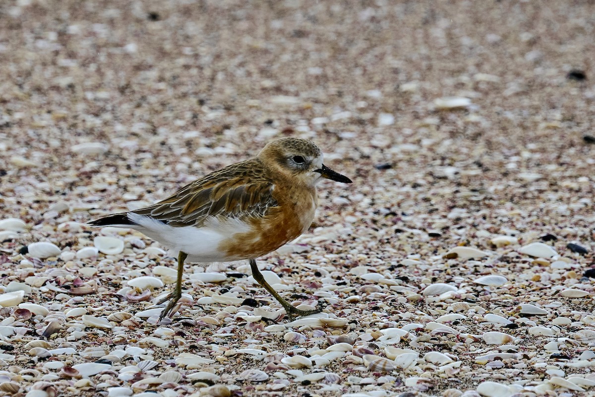 Red-breasted Dotterel - ML637962825