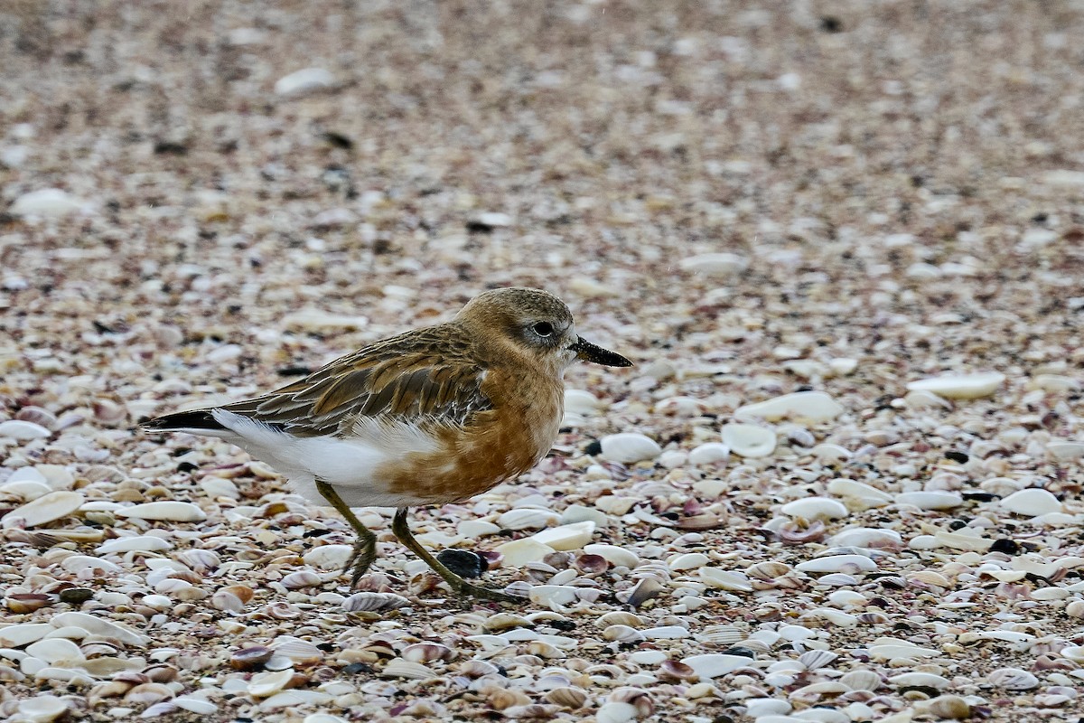 Red-breasted Dotterel - ML637962826