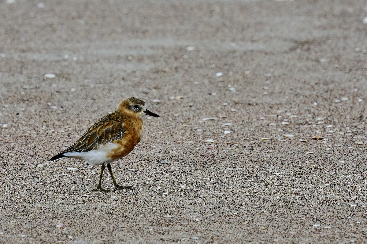 Red-breasted Dotterel - ML637962827