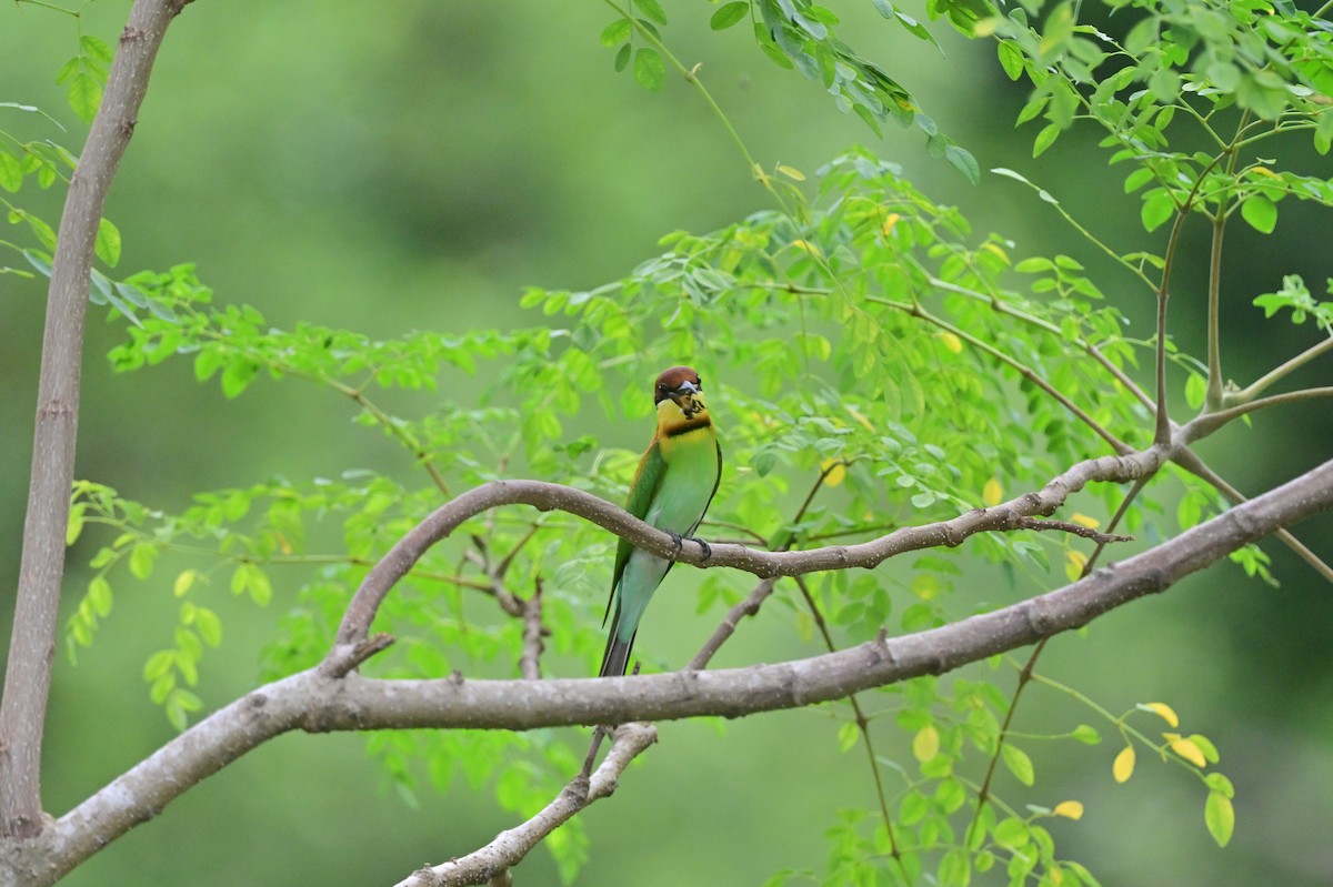 Chestnut-headed Bee-eater - ML637962830