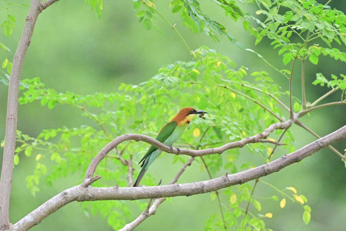 Chestnut-headed Bee-eater - ML637962831