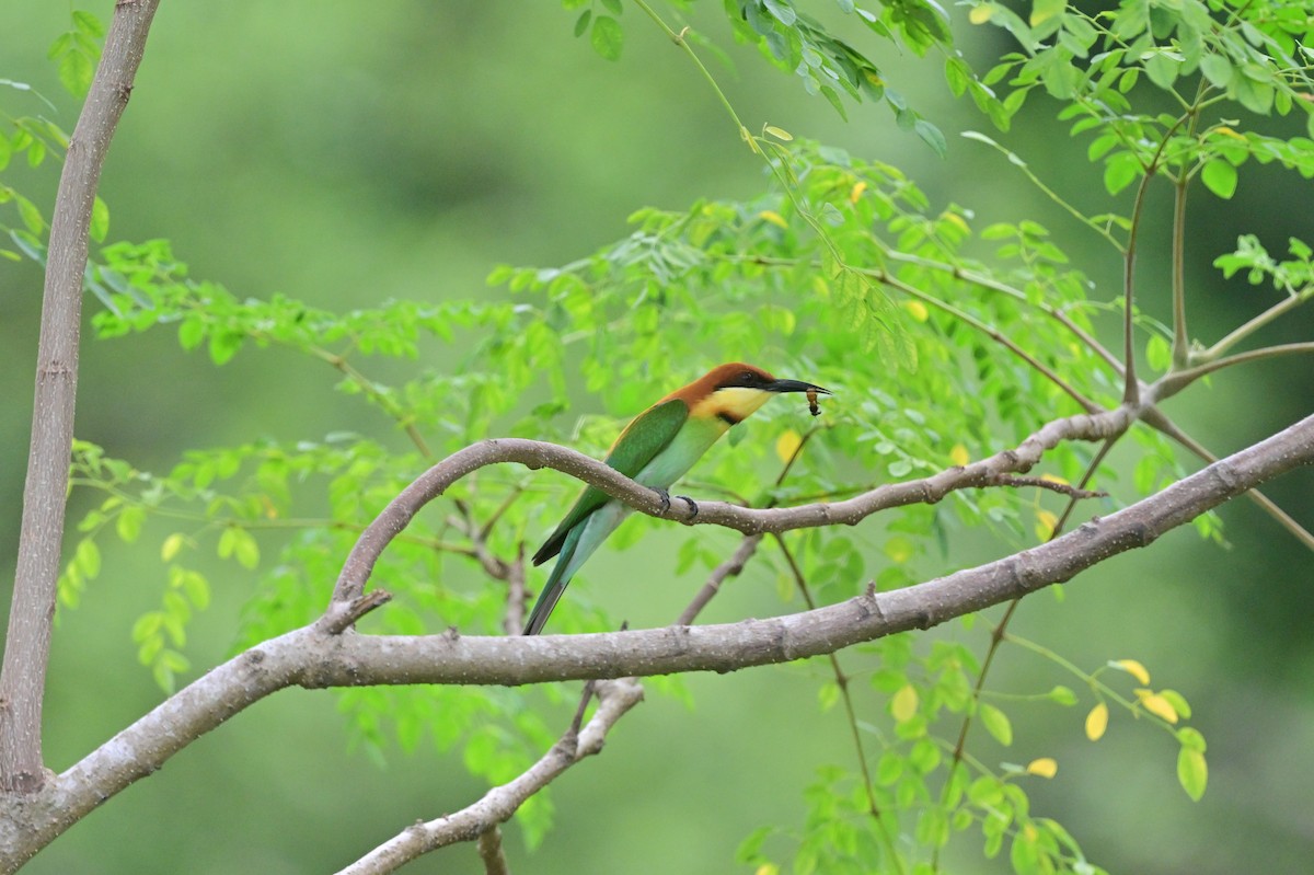 Chestnut-headed Bee-eater - ML637962837