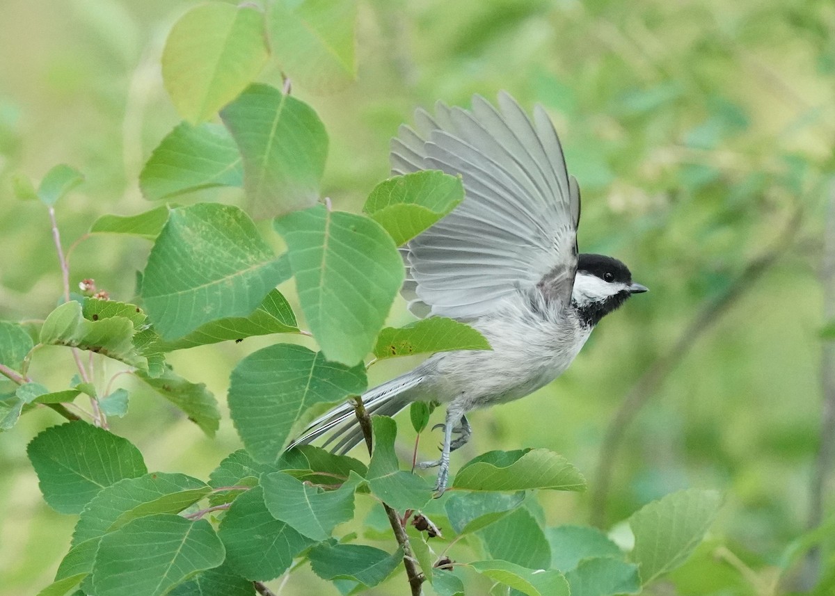 Black-capped Chickadee - ML637962845