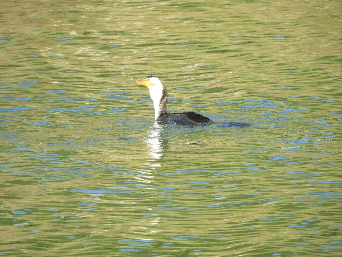 Little Pied Cormorant - ML637962849