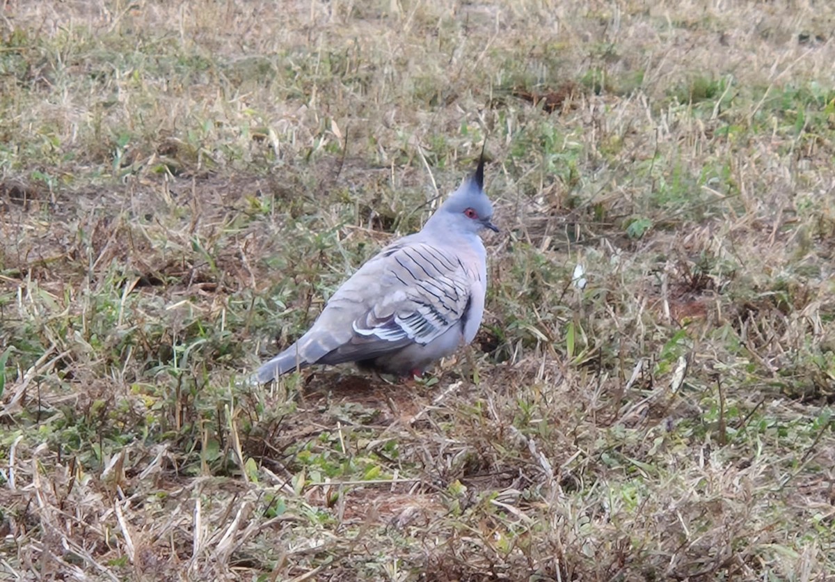 Crested Pigeon - ML637962850