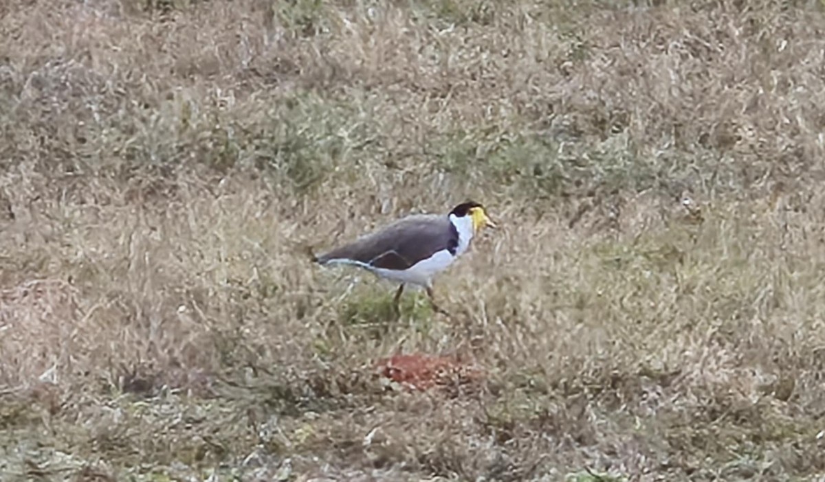Masked Lapwing - ML637962852