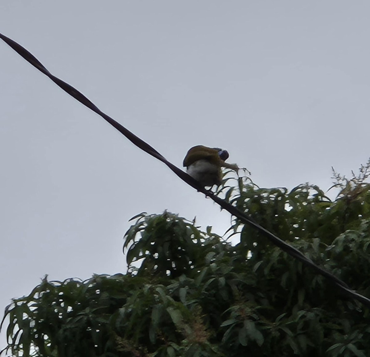 Blue-faced Honeyeater - ML637962854