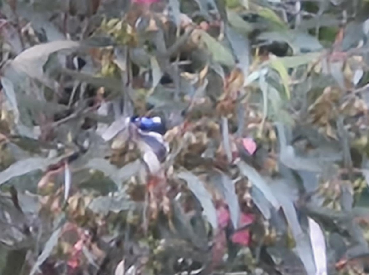 Blue-faced Honeyeater - ML637962855