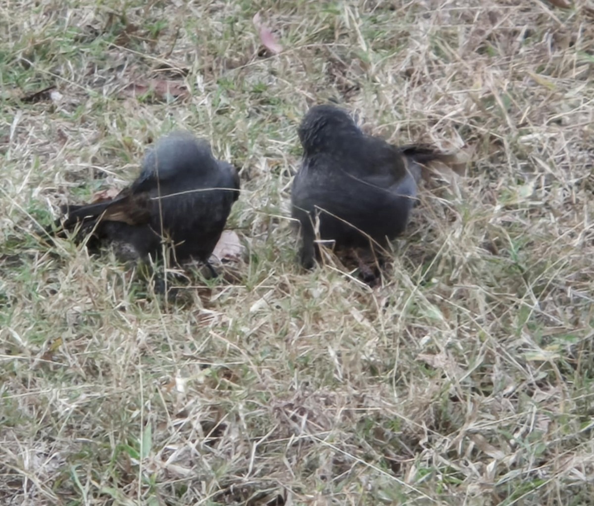 Apostlebird - ML637962857