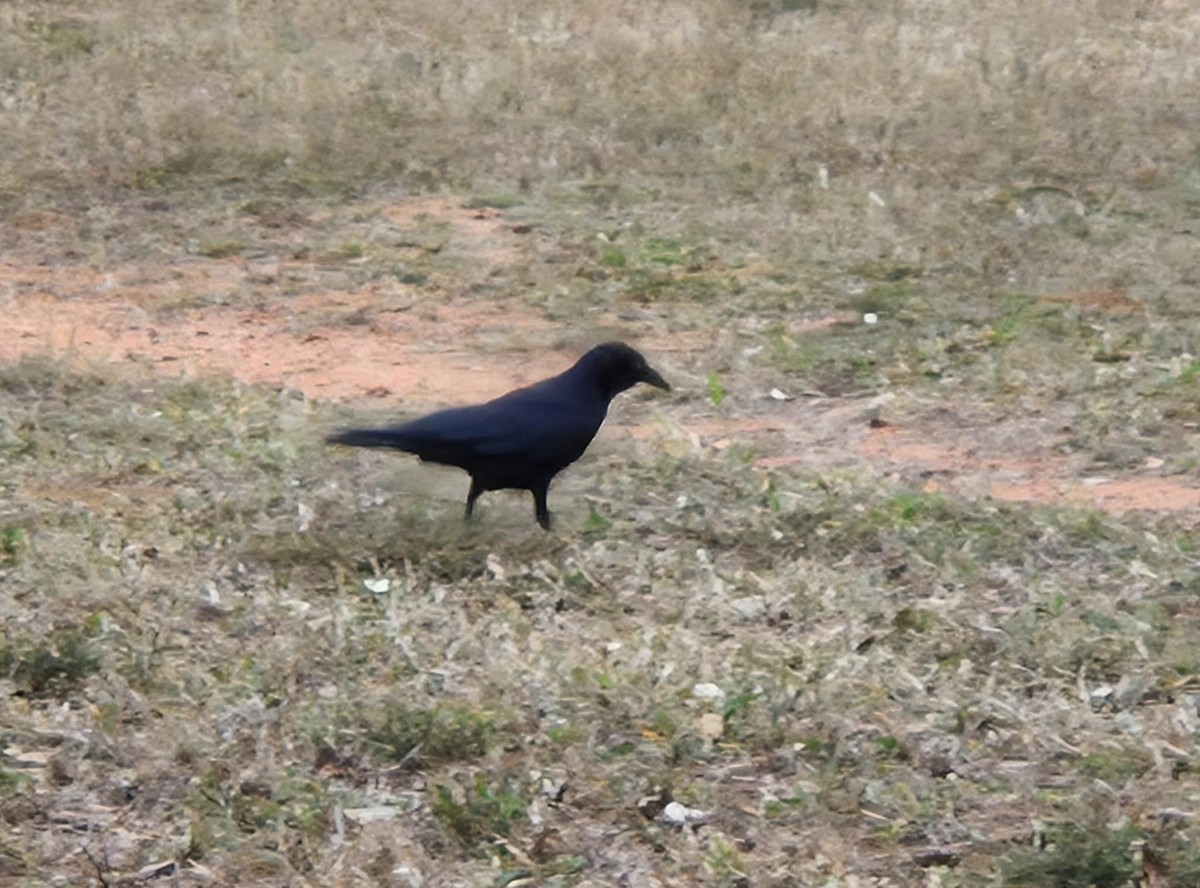 Torresian Crow - ML637962858