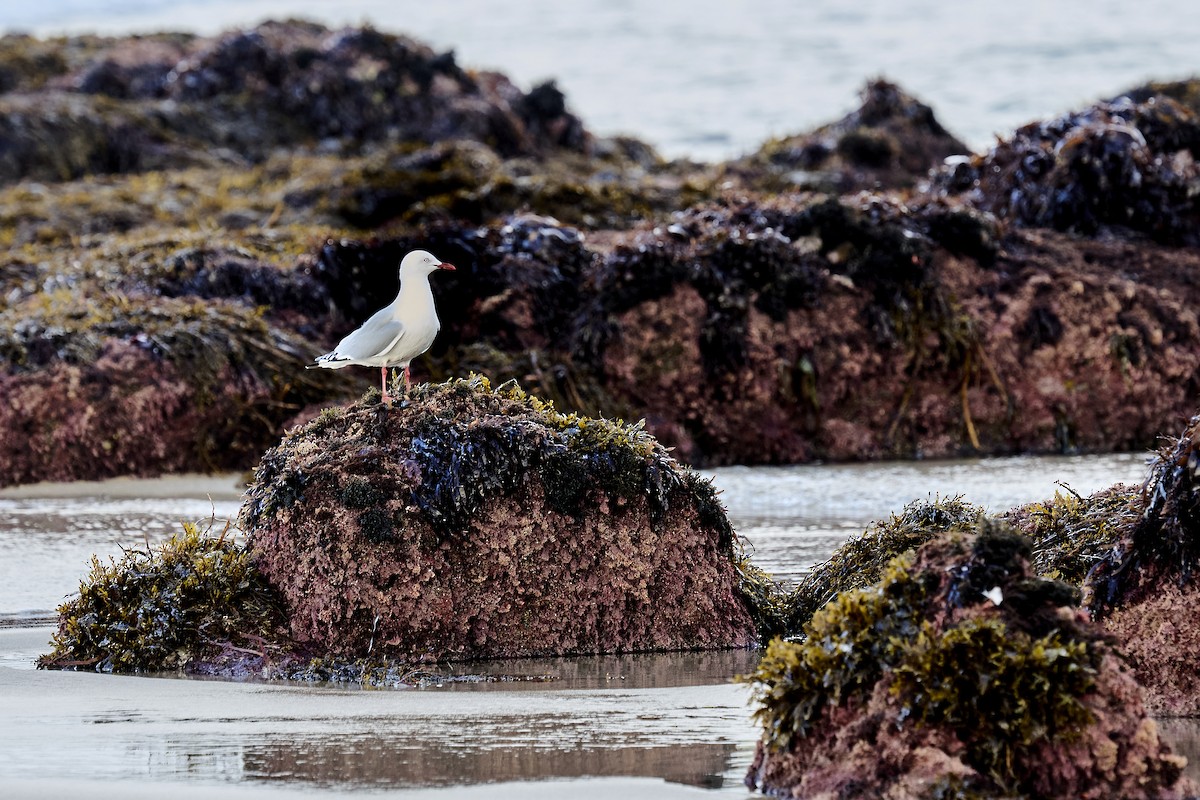 Silver Gull - ML637962859