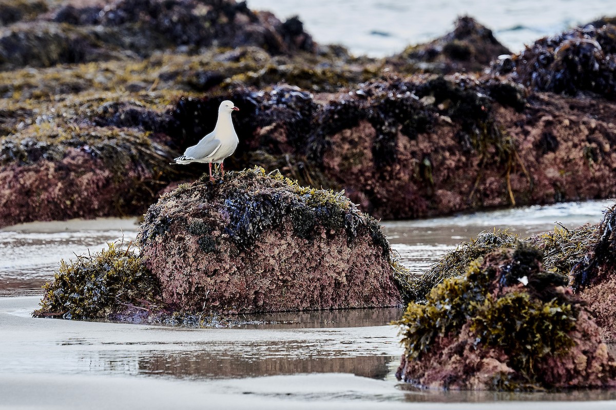 Silver Gull - ML637962860
