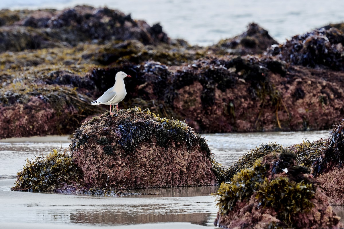 Silver Gull - ML637962861