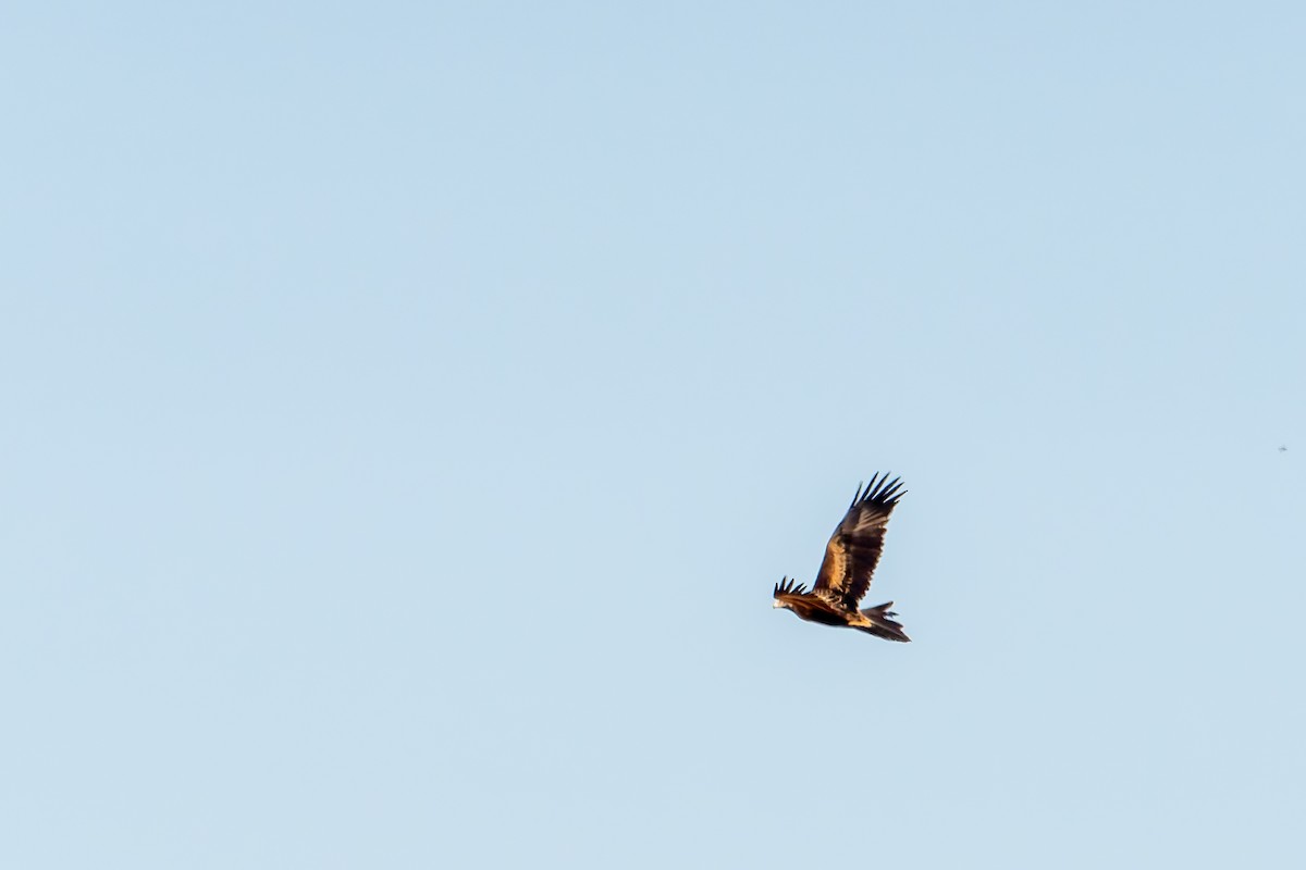 Wedge-tailed Eagle - ML637962862