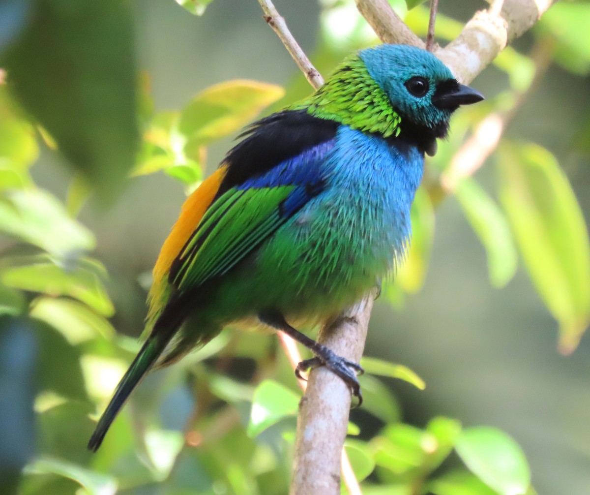 Green-headed Tanager - ML637962863