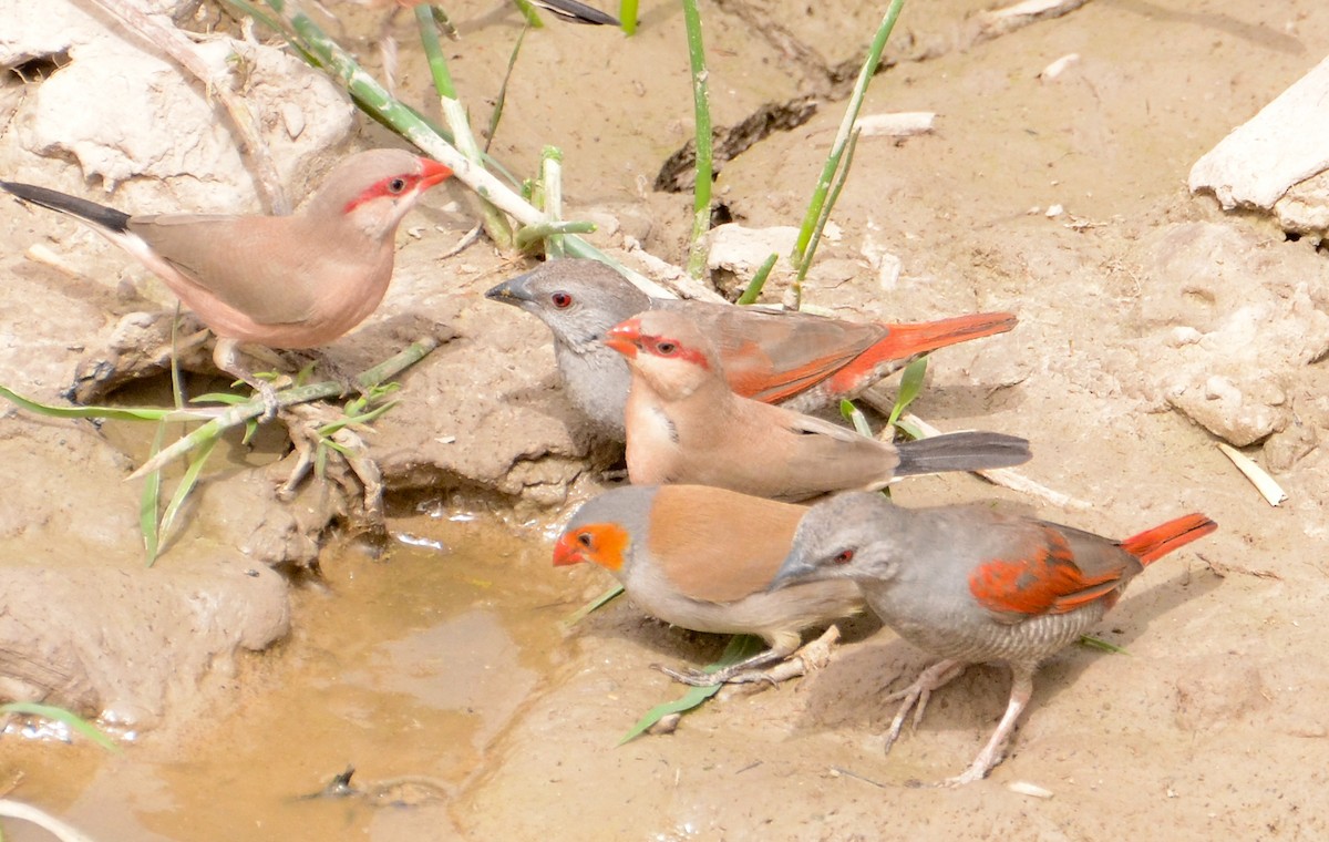 Orange-cheeked Waxbill - ML637962909