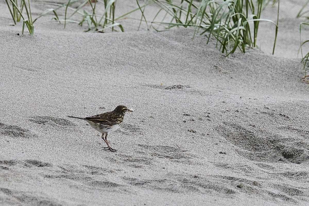 New Zealand Pipit - ML637962920