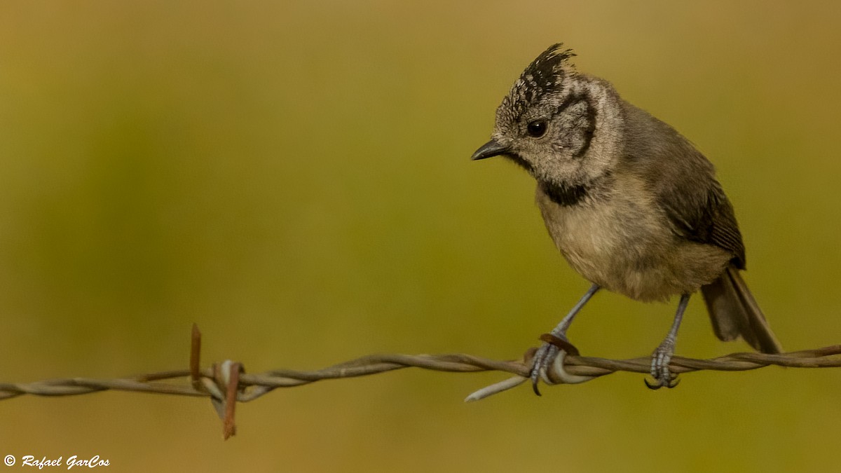 Crested Tit - ML637962955