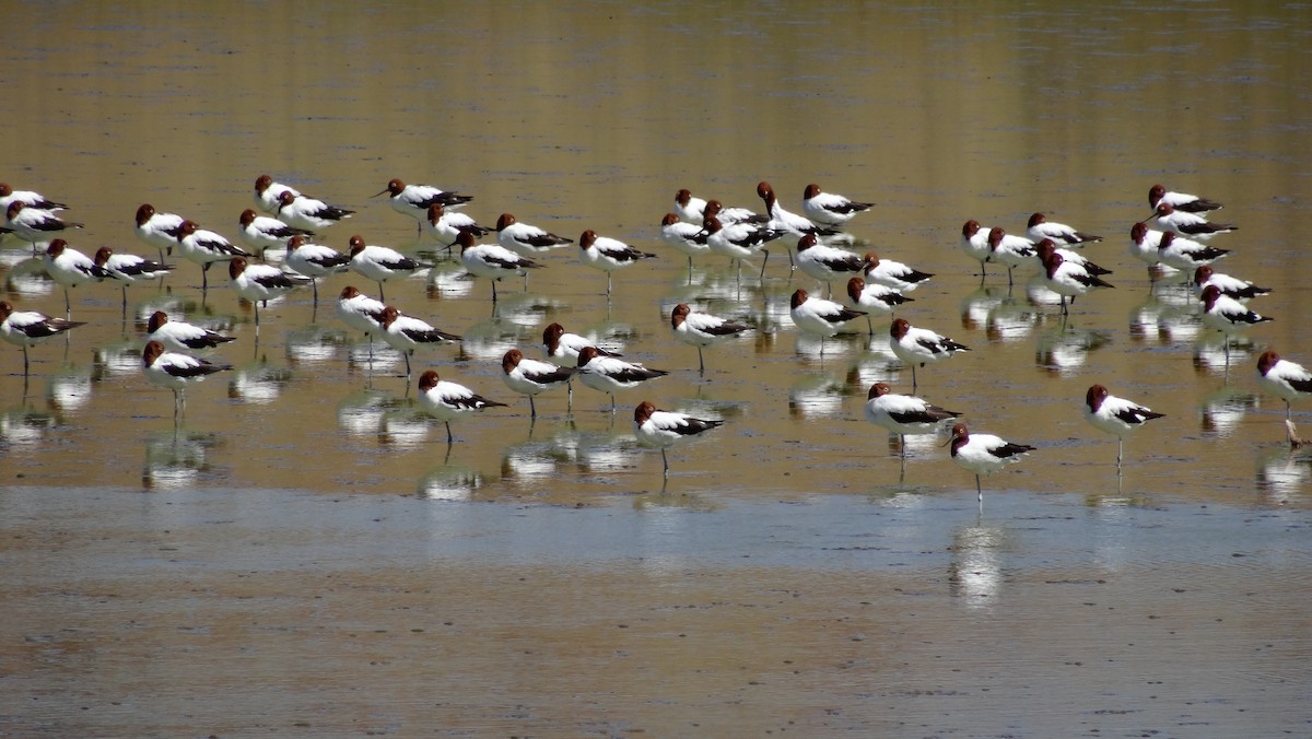 Red-necked Avocet - ML637963019