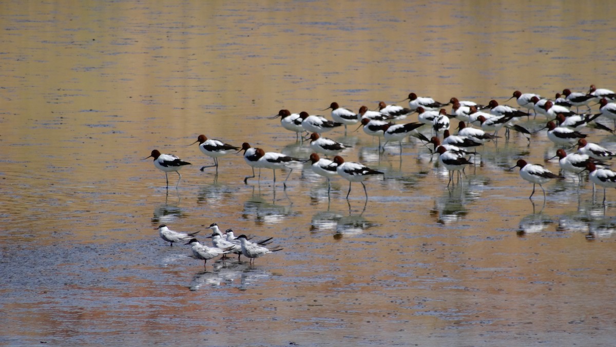 Whiskered Tern - ML637963034