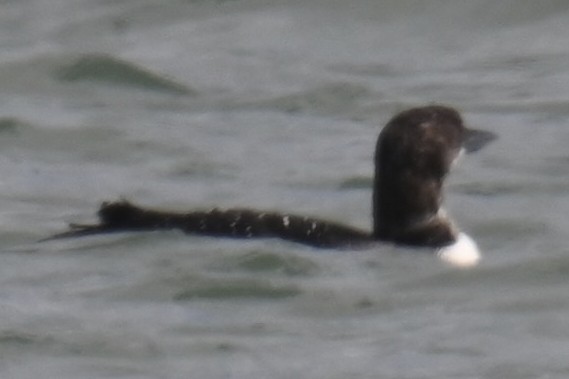 Common Loon - ML637963070