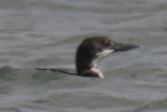 Common Loon - ML637963071