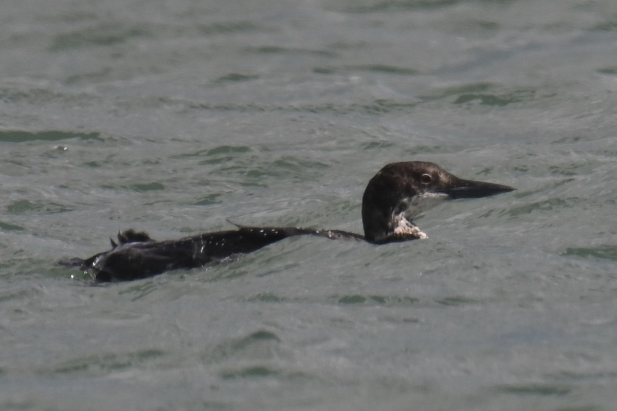 Common Loon - ML637963072