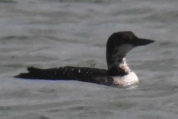 Common Loon - ML637963073