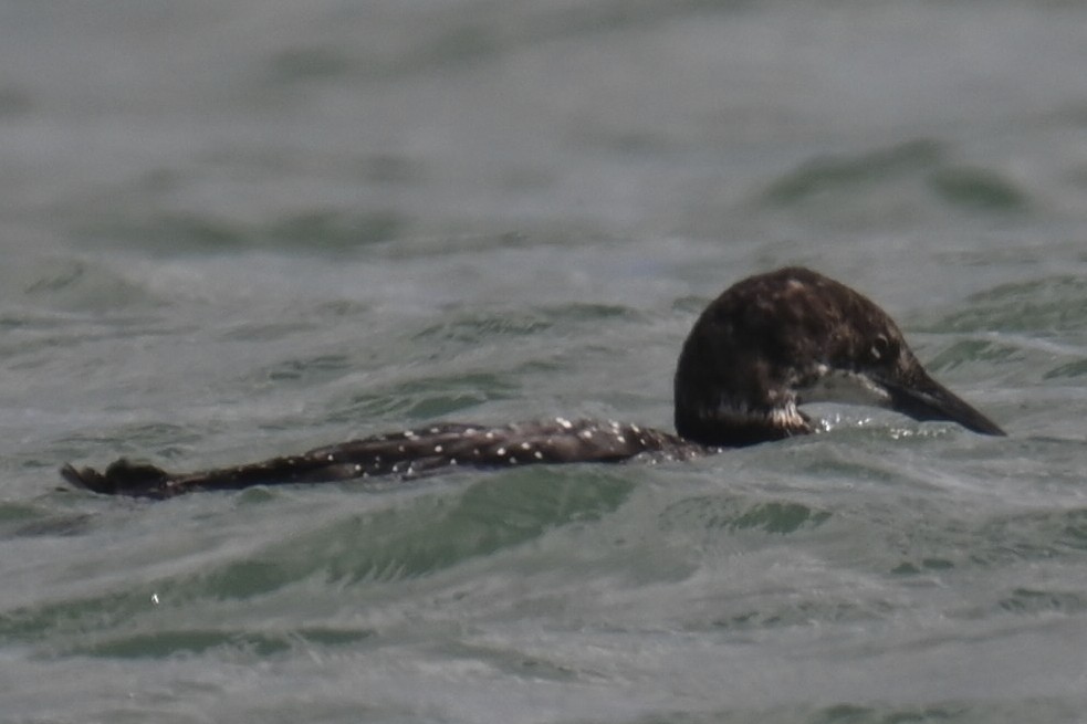 Common Loon - ML637963074