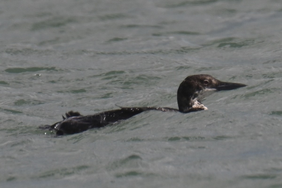 Common Loon - ML637963075