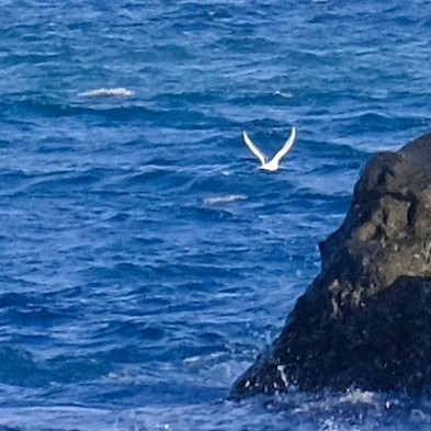 Little Tern - ML637963106