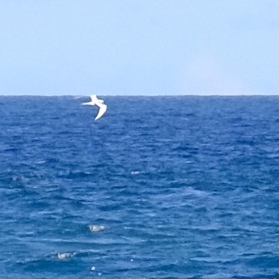 Little Tern - ML637963107