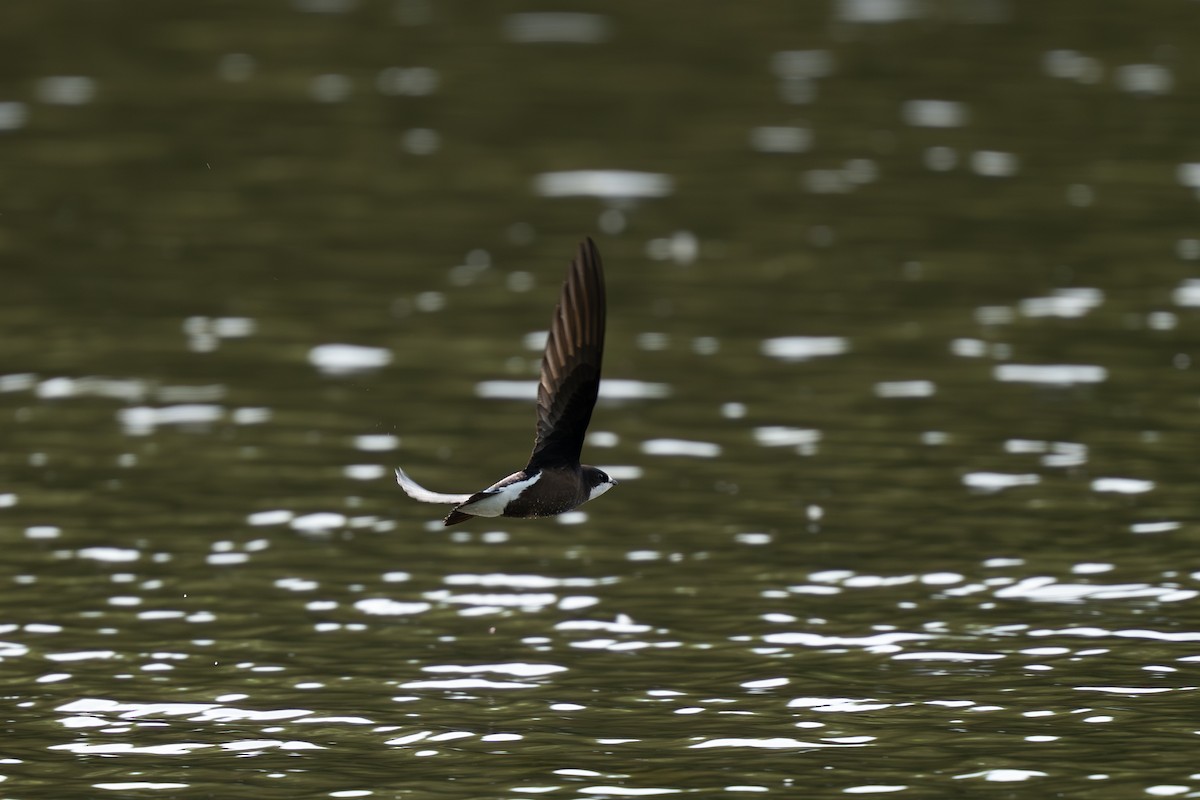 White-throated Needletail - ML637963111