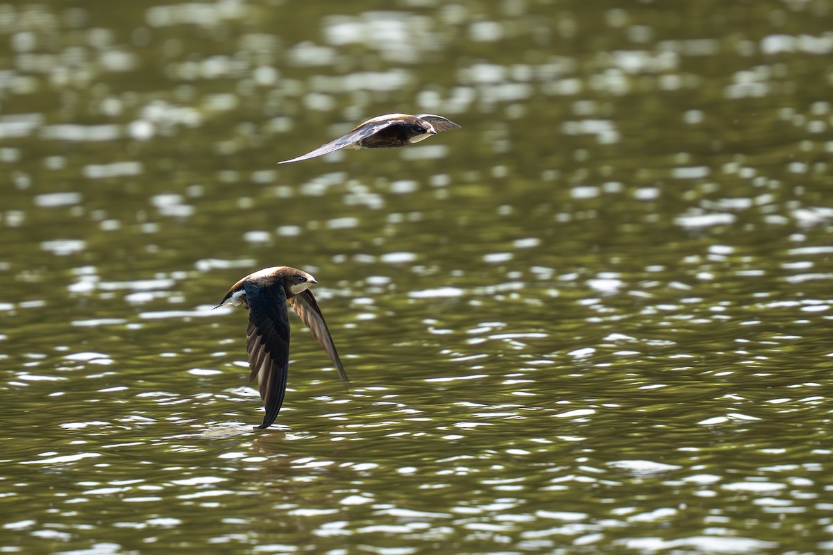 White-throated Needletail - ML637963128