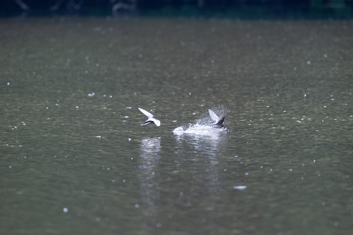 White-throated Needletail - ML637963130