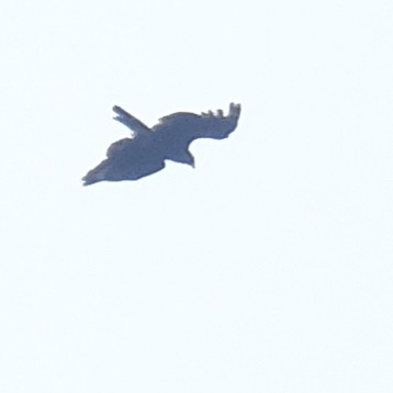 Black Eagle - ML637963149