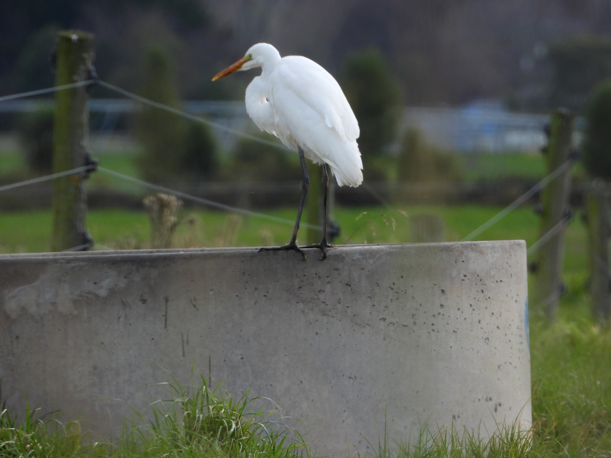 Great Egret - ML637963154