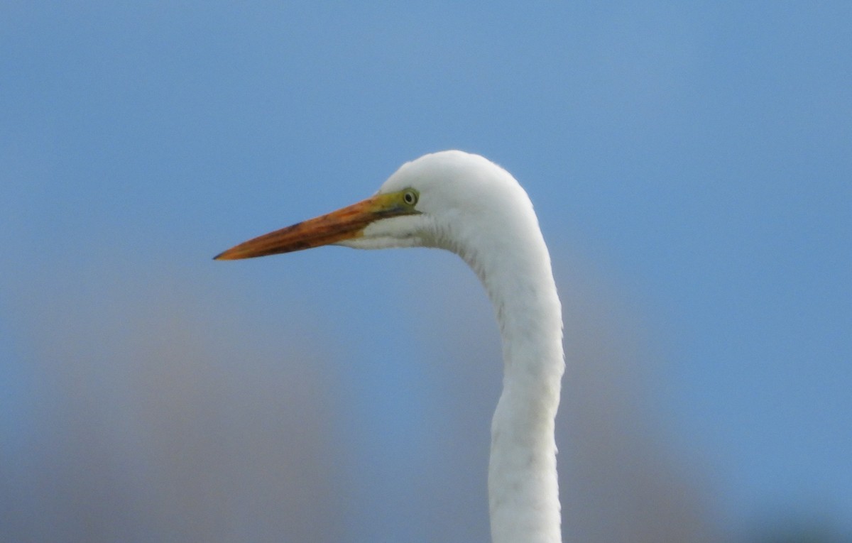 Great Egret - ML637963157