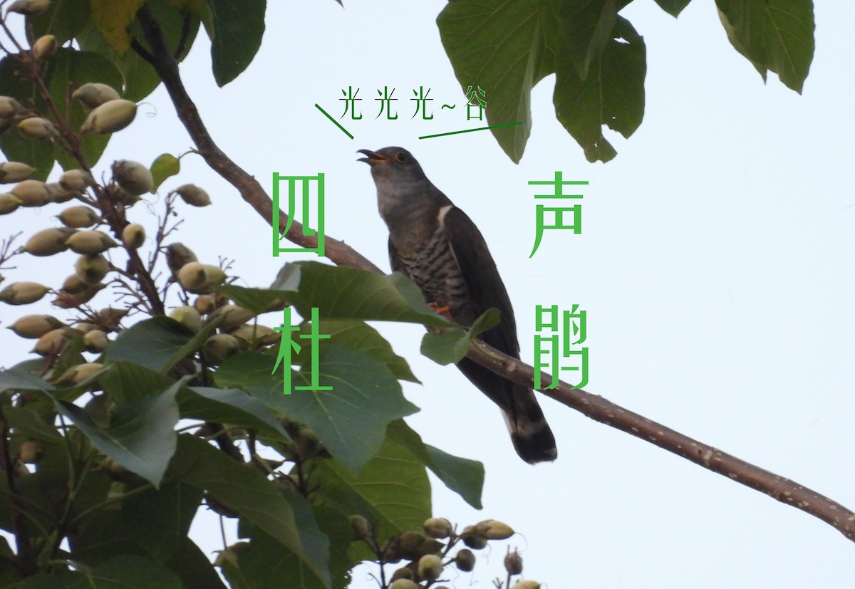 Indian Cuckoo - ML637963159