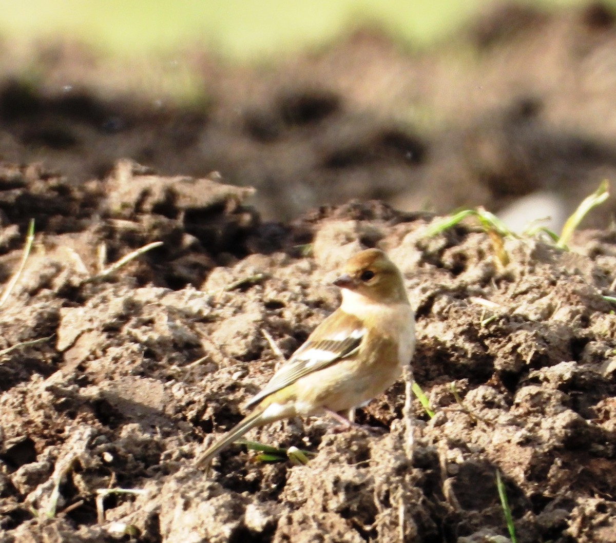 Common Chaffinch - ML637963160