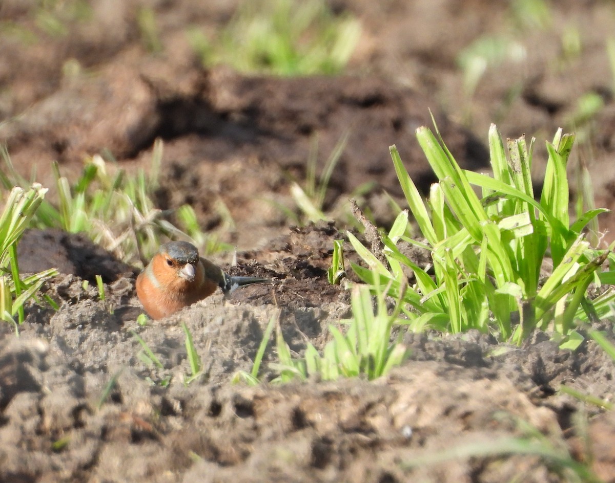 Common Chaffinch - ML637963161