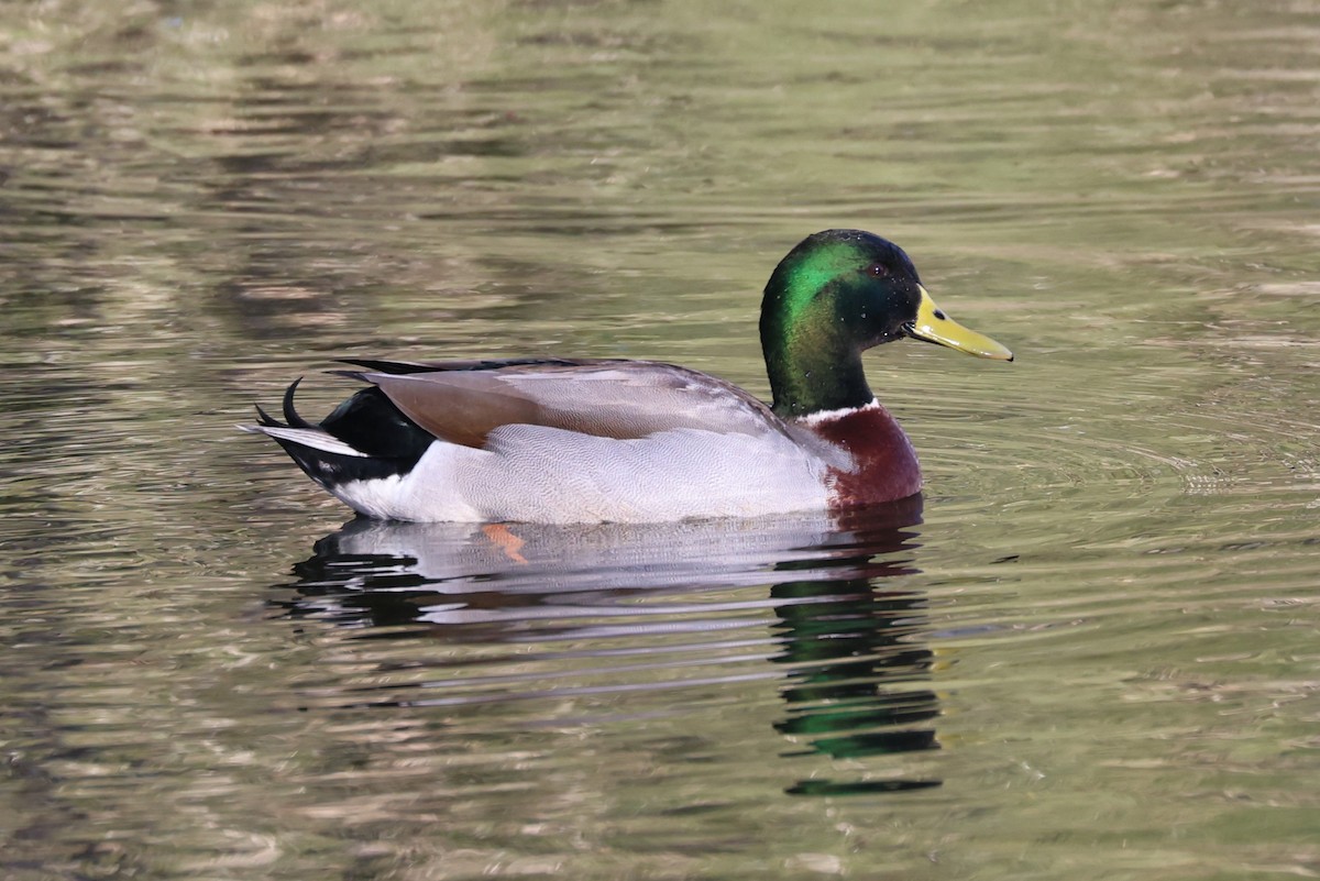 Mallard (Domestic type) - ML637963162