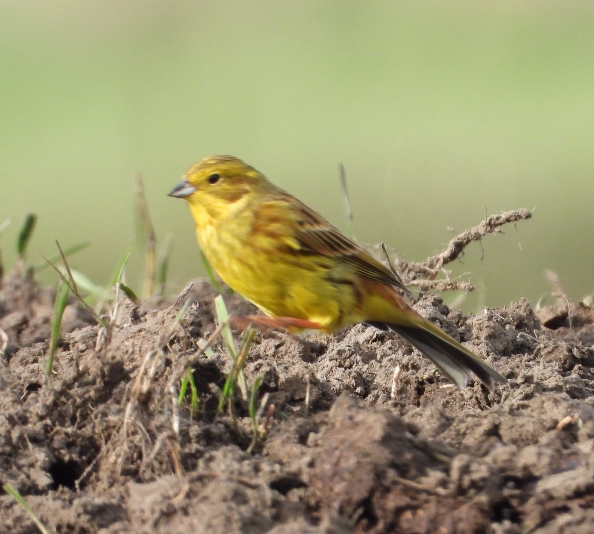 Yellowhammer - ML637963165