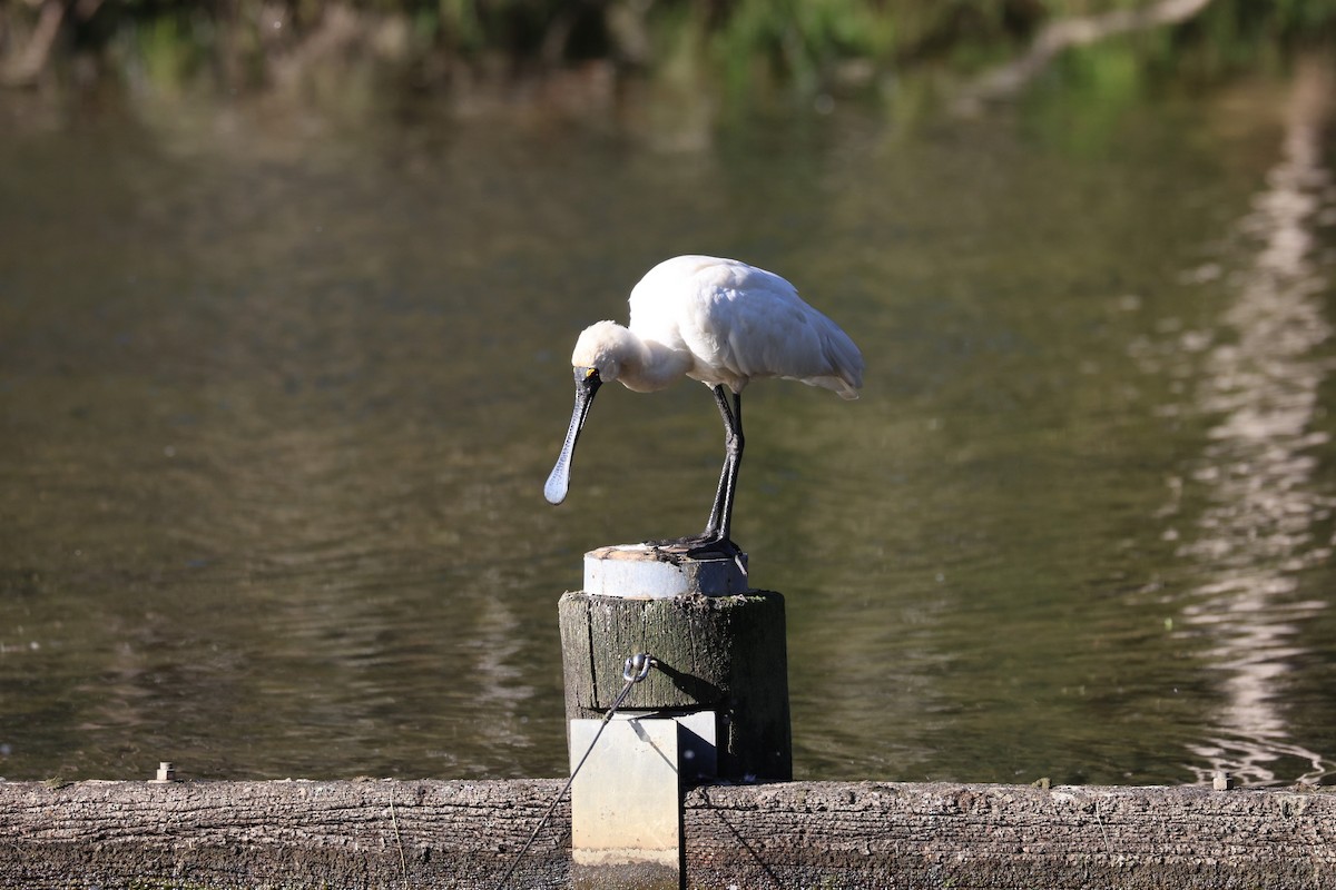Royal Spoonbill - ML637963168