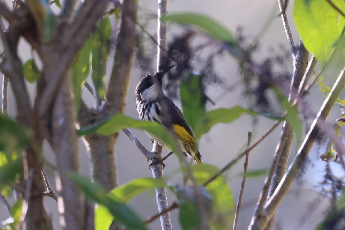 White-cheeked Honeyeater - ML637963173